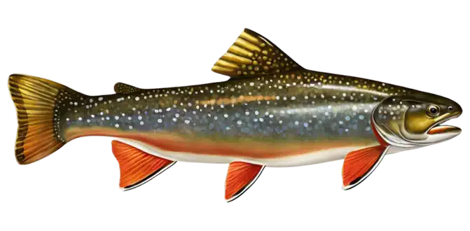 Brook Trout