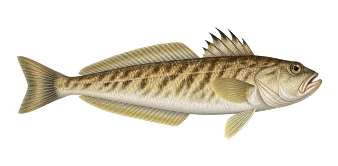 Greater weever