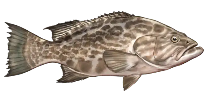 Broomtail Grouper