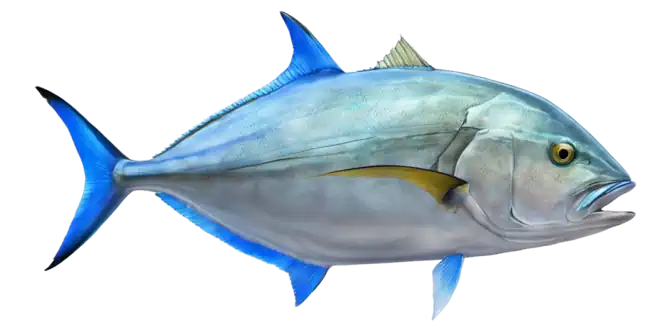Bluefin Trevally