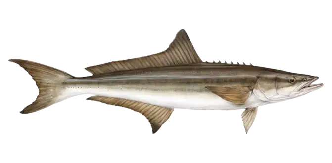 Cobia