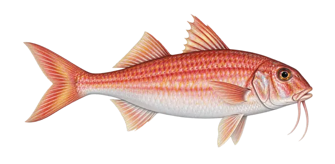 Red mullet