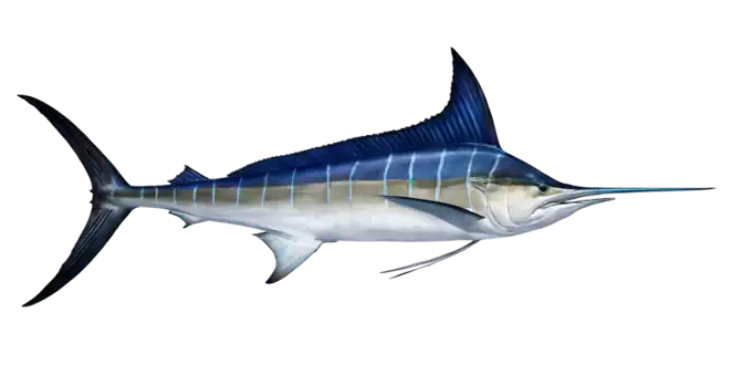 Striped Marlin