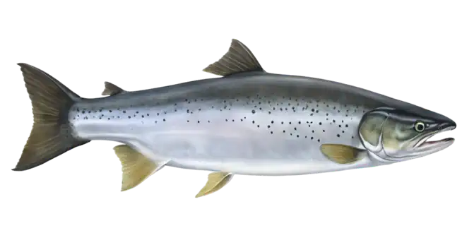 Coho Salmon