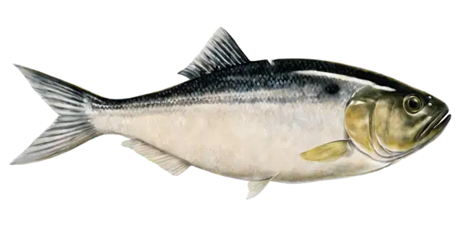 Menhaden