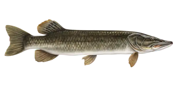 Northern Pike
