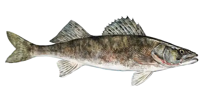 Sauger