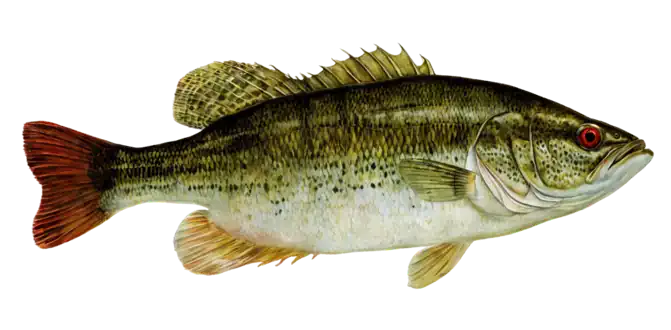 Redeye Bass