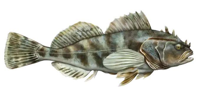Cabezon