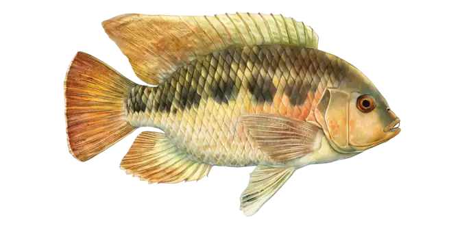Spotted Tilapia