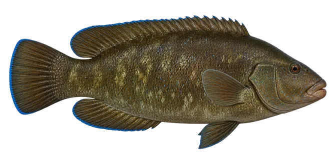 Brown wrasse