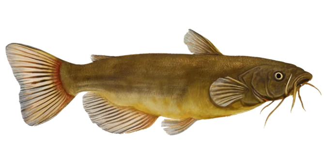 Yellow Bullhead