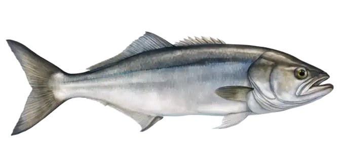Bluefish