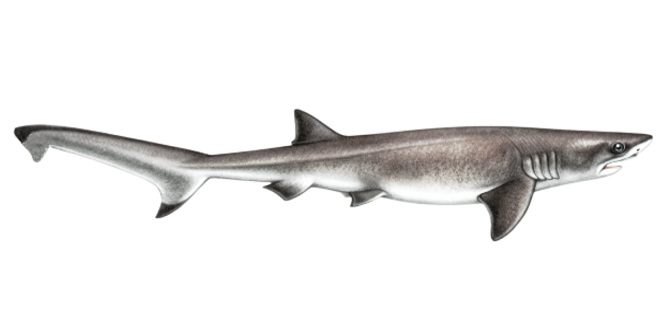 Sevengill shark