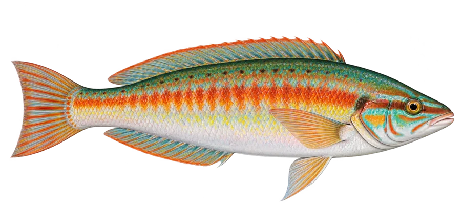 Mediterranean rainbow wrasse
