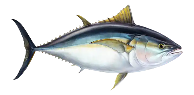 Bigeye Tuna