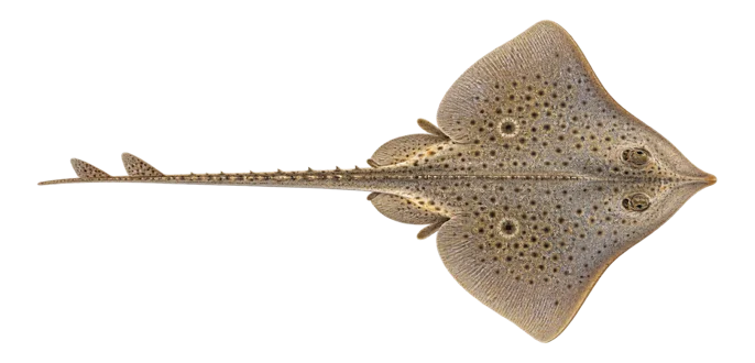 Spotted ray