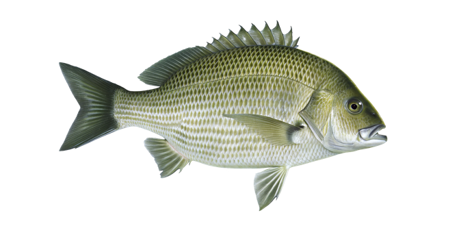 Southern black bream