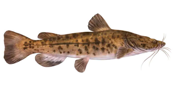 Flathead Catfish