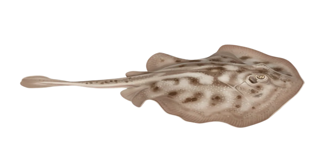 Round stingray