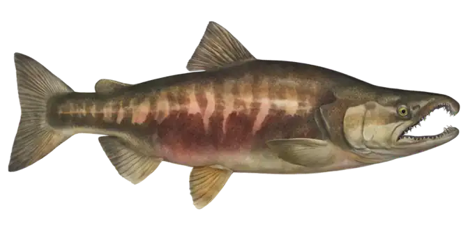 Chum Salmon