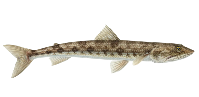 Inshore lizardfish