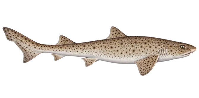 Lesser spotted dogfish