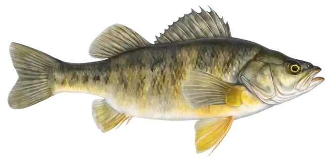 Yellow Perch