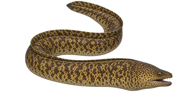 Mediterranean moray