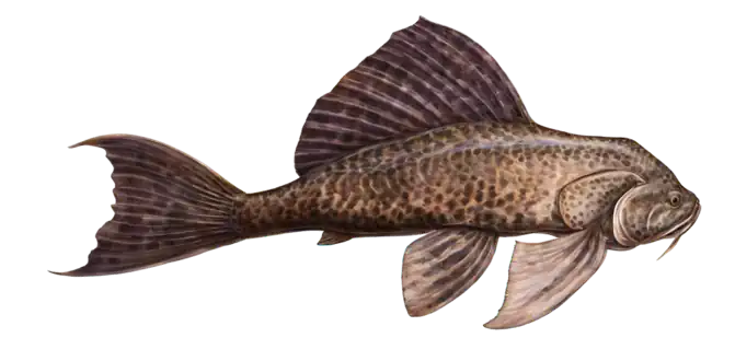 Suckermouth Catfish