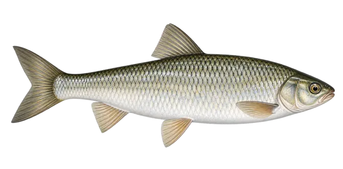 Common dace