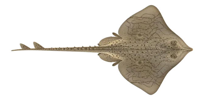 Undulate ray
