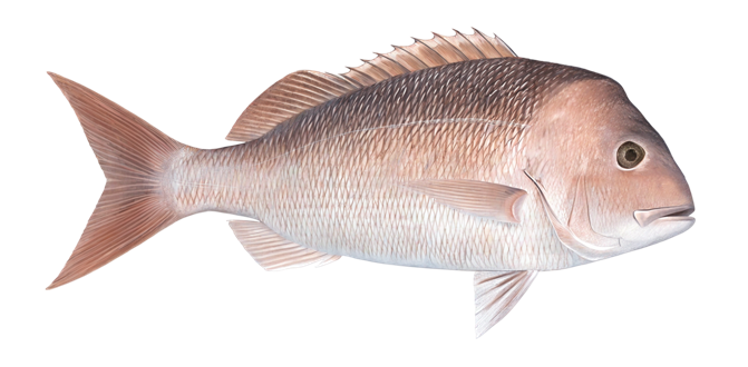 Australasian snapper