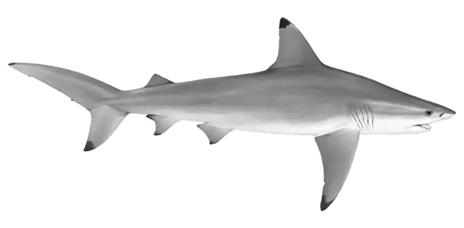 Blacktip Shark
