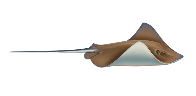 Southern stingray