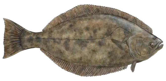 California Halibut