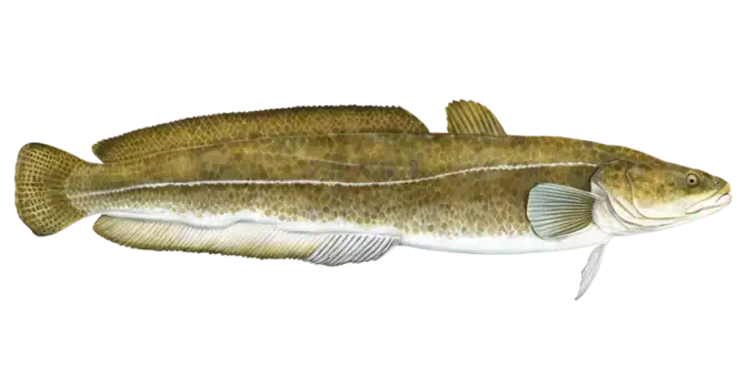 Burbot