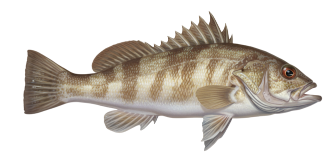 Barred sand bass