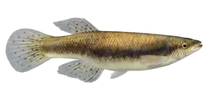 Blackstripe Topminnow