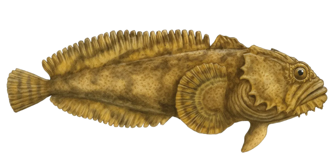Oyster toadfish
