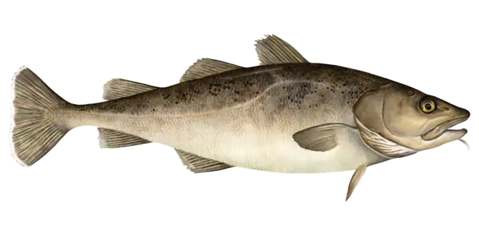 Pacific Cod