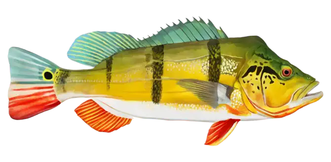 Butterfly Peacock Bass