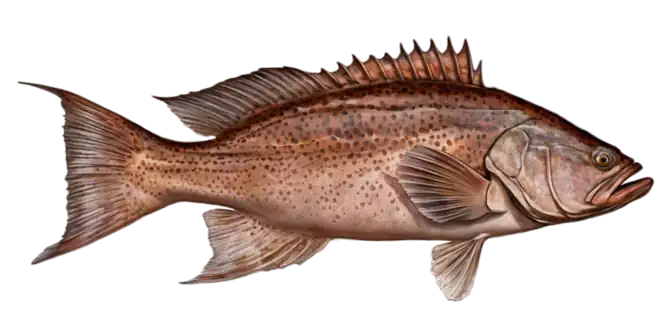 Scamp Grouper
