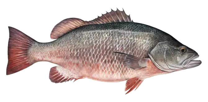 Cubera Snapper