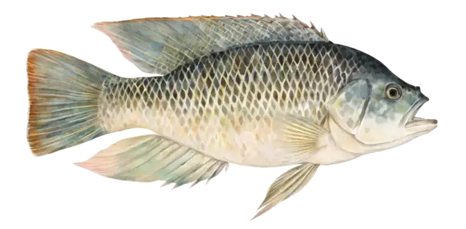 Mozambique Tilapia