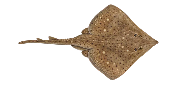 Blonde ray