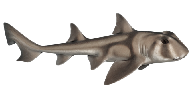 Port Jackson Shark