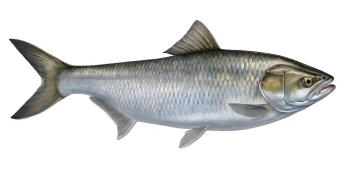 American Shad