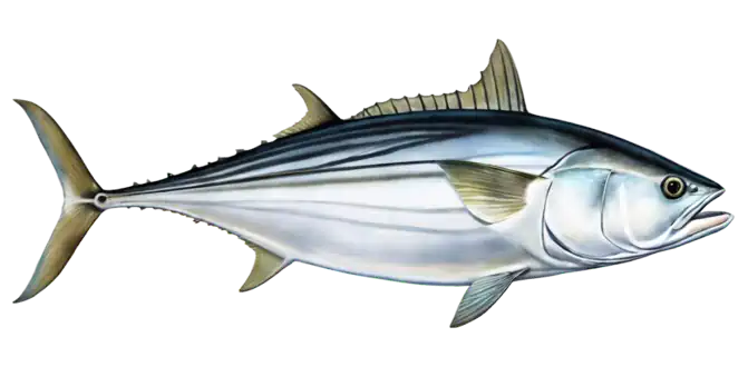 Black Skipjack