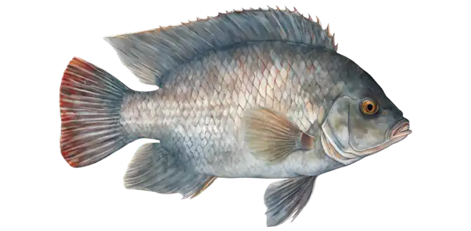 Tilapia